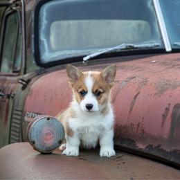 Bowie - Red male Pembroke Welsh Corgi puppy in Manchester, Kentucky from Riverside Corgis