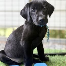 Teal Collar Black Female - Black female Labrador Retriever puppy in Gainesville, Georgia from Rucker Retrievers