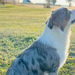 Olaf - Blue merle Australian Shepherd puppy in Coldwater, Michigan from Northern Star Australian Shepherds