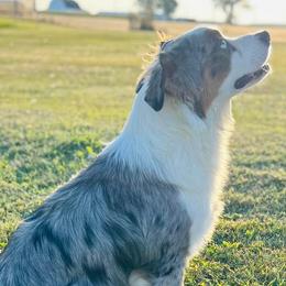 Olaf - Blue merle Australian Shepherd puppy in Coldwater, Michigan from Northern Star Australian Shepherds