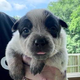 Harp - Blue female Australian Cattle Dog puppy in Devalls Bluff, Arkansas from Coolhand's Australian Cattle Dogs