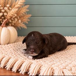 Boy 4 - Chocolate male Goldendoodle puppy in Charlotte, North Carolina from Hopeful Heart Doodles