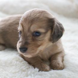 Sonny - Dapple male Dachshund puppy in Morrow, Ohio from Courtney’s Colorful Doxies