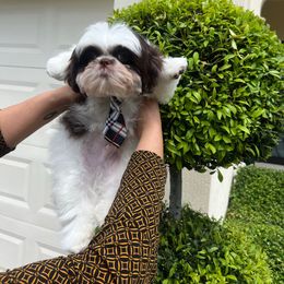 Bambi - Liver and white male Shih Tzu puppy in Miami, Florida from Mayra’s Shih Tzus