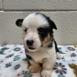 Oz - Black and tan male Pembroke Welsh Corgi puppy in Castle Rock, Washington from Heckman Corgis