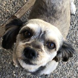 Shihpoos from Windy Acres Shihpoos