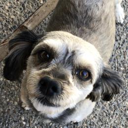 Shihpoos from Windy Acres Shihpoos