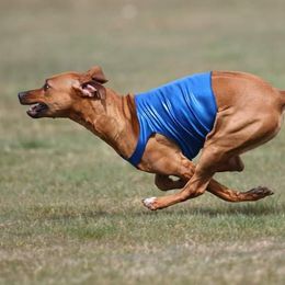 Rhodesian Ridgebacks from Imarika Rhodesian Ridgebacks