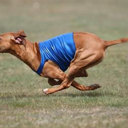 Rhodesian Ridgebacks from Imarika Rhodesian Ridgebacks