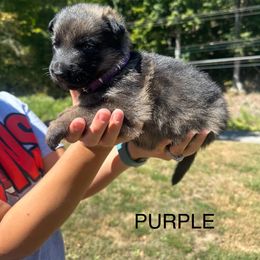 Purple puppy - Sable female German Shepherd puppy in Catlettsburg, Kentucky from Von Holbrook Kennels