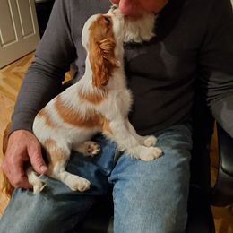 Cavalier King Charles Spaniel Puppies from Caballarius Cavalier King Charles Spaniels