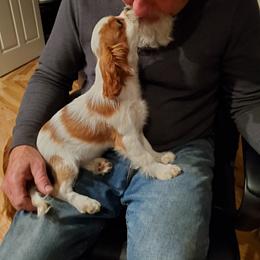 Cavalier King Charles Spaniel Puppies from Caballarius Cavalier King Charles Spaniels