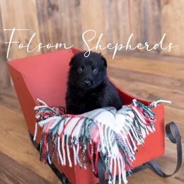 German Shepherd Puppies from Vom Folsom Haus Shepherds