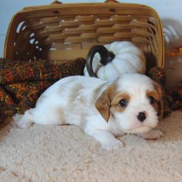 Bernie - Blenheim male Cavalier King Charles Spaniel puppy in Mountain Grove, Missouri from Dogwood & Sassafras Companions