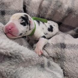Green Collar Male Harlequin - Harlequin male Great Dane puppy in Brooksville, Florida from Follow My Lead Great Danes