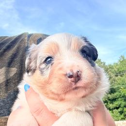 Pebbles - Blue merle female Australian Shepherd puppy in Ashland, Ohio from SS Australian Shepherds