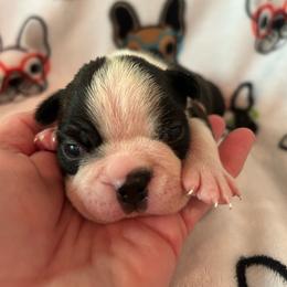 Koda - Black brindle and white male Boston Terrier puppy in Whittemore, Michigan from Woof Pack