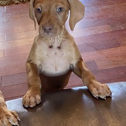 Vizsla Puppies from Carlson Vizslas