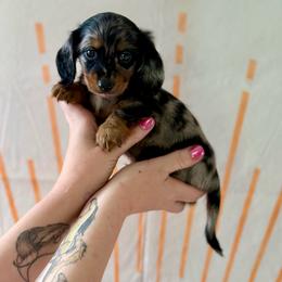 Benedict - Dapple male Dachshund puppy in Westport, Kentucky from Lonestar Creek Farm