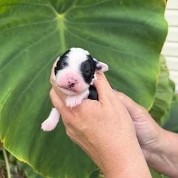 Lagoon - Black and white female Bernedoodle puppy in Russellville, Arkansas from Crossgate Doodles