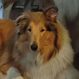 Bindi - Collie
