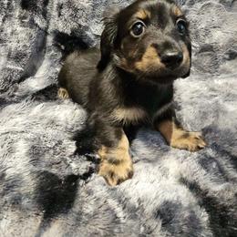 Veronica - Black and tan female Dachshund puppy in Tampa, Florida from Deep Space Dachs