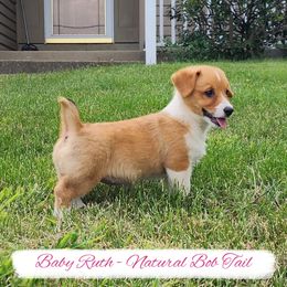 Baby Ruth - Red female Pembroke Welsh Corgi puppy in Pine Village, Indiana from NL Horsemanship