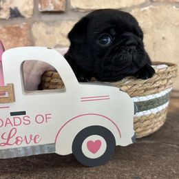 Green collar - Black male Pug puppy in Tucson, Arizona from Furever Friends