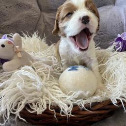 Cavalier King Charles Spaniel Puppies from Heart of a Cavalier