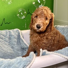 Frisco - Apricot male Goldendoodle puppy in Lancaster, California from Kid's Best Doodle