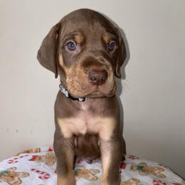 Harry - Chocolate male Great Dane puppy in Spartanburg, South Carolina from Pawlmetto Danes
