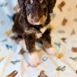 Boy2 - Red tri-color male Aussiedoodle puppy in Liberty, Texas from Poodles and Doodles Most Excellent Adventures