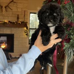 Mabel - Black female Bernedoodle puppy in Yuba City, California from Ranch House Doodles