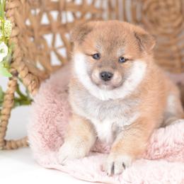Red Girl 2 - Red female Shiba Inu puppy in Neosho, Missouri from Sunny Terrace Shibas