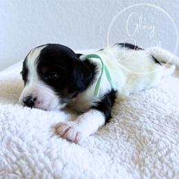Aqua - Tri-color female Bernedoodle puppy in Rockwall, Texas from Glory Doodles