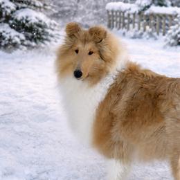 Girl 1 - Sable and white female Collie puppy in Conneaut Lake, Pennsylvania from Val Hi Collies
