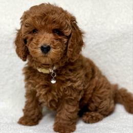 Yellow collar - Red  female Goldendoodle puppy in Monrovia, California from Fancy Paws Inc