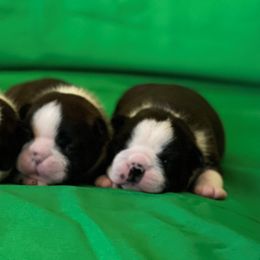 Boston Terrier Puppies from Lighthouse Bostons