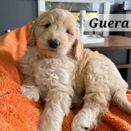 Guera - Apricot female Labradoodle puppy in Vancouver, Washington from Vancouver Doodles Buddies