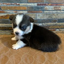 Boy 1 - Black and tan male Pembroke Welsh Corgi puppy in Visalia, California from VIP Stables