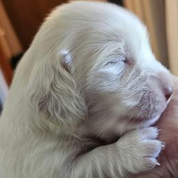 Boy 2 - Cream male Dachshund puppy in Lebanon, Oregon from Willow Moons Dachshunds