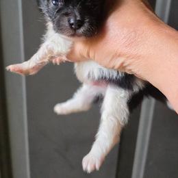 Tri boy 1 - Tri-colored male Pomeranian puppy in Carrollton, Georgia from B AND R'S POMERANIAN'S