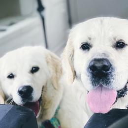 Presley - Golden Retriever