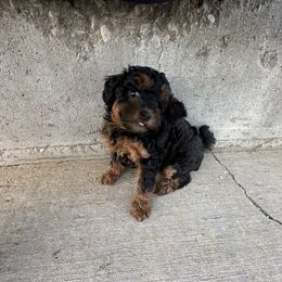 Poodle Puppies from Lucky Dog Poodles