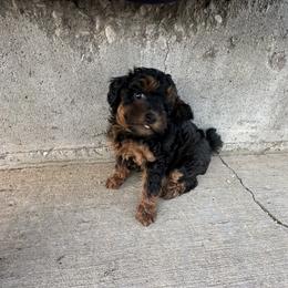 Poodle Puppies from Lucky Dog Poodles