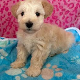 Wheaton -CKC - Wheaten male Miniature Schnauzer puppy in Hillsville, Virginia from Valley View Schnauzers