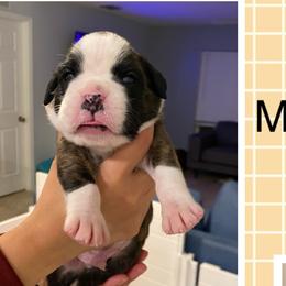 Boy 5 - Boxer puppy in Ruskin, Florida from Zambrano Boxers