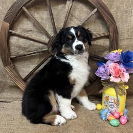Black Tri Male - Black tri male Miniature American Shepherd puppy in Cowlitz County, Washington from Pleasant Woods Miniature American Shepherds