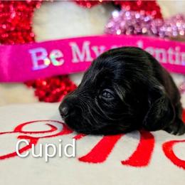 CUPID - Black male Dachshund puppy in Millington, Tennessee from SchmooterBabies