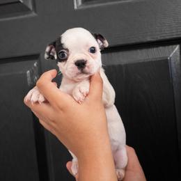 Frostbite - Black and white female Boston Terrier puppy in Mascotte, Florida from The DogMother House of Bostons